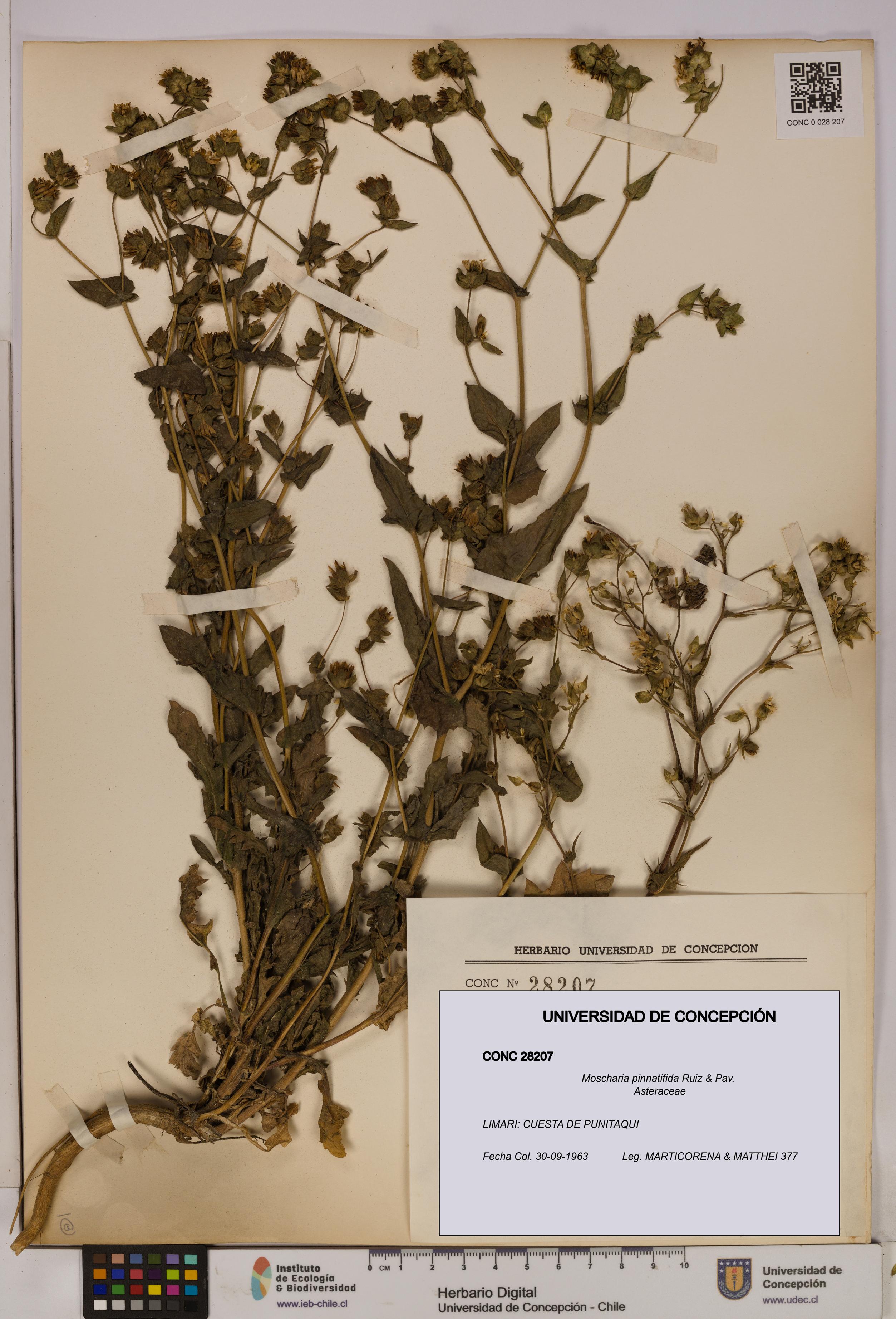 Moscharia pinnatifida [Espécimen: UDEC:CONC:0028207]