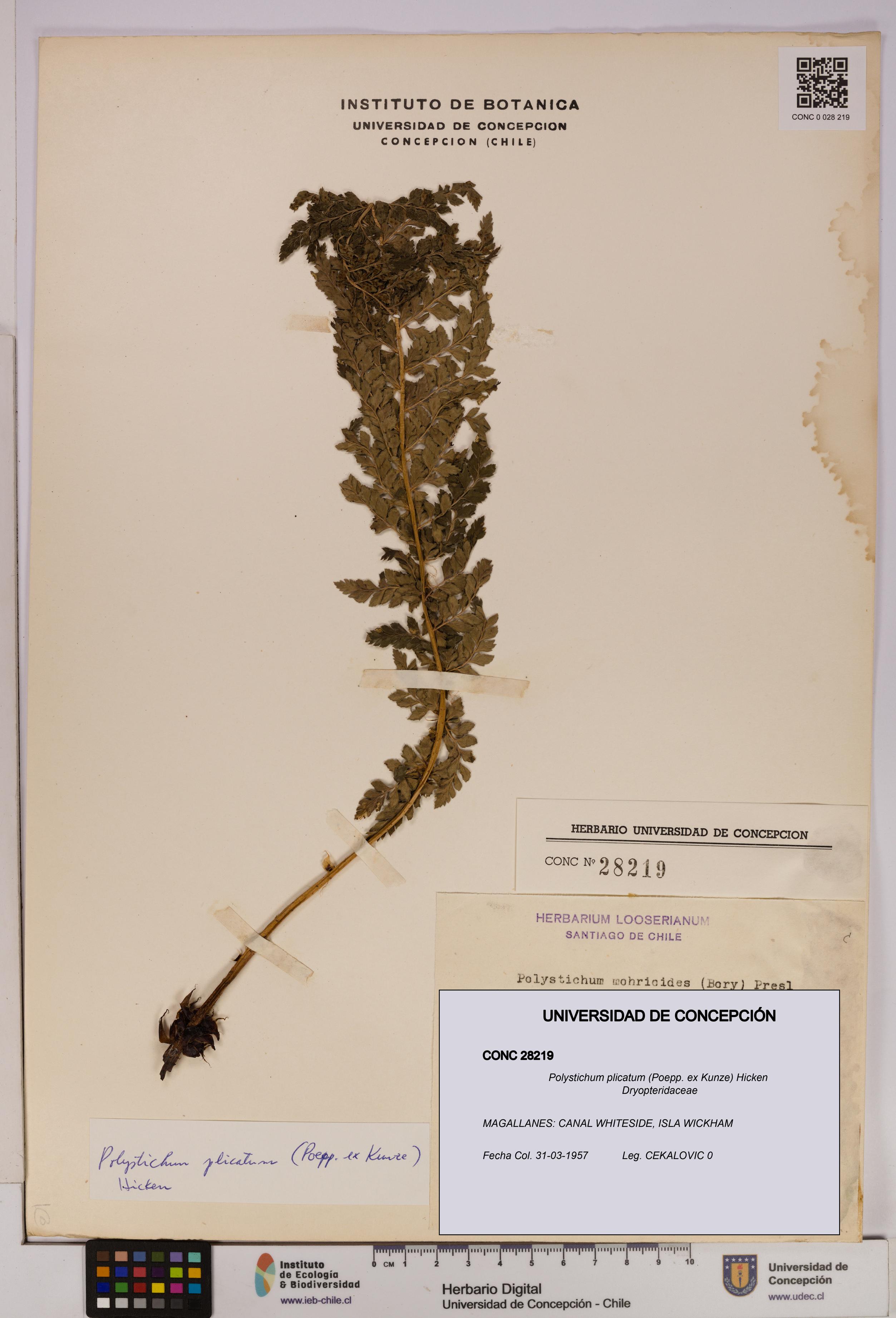 Polystichum plicatum [Espécimen: UDEC:CONC:0028219]