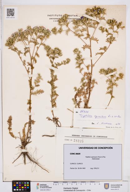 Triptilion spinosum [Espécimen: ]
