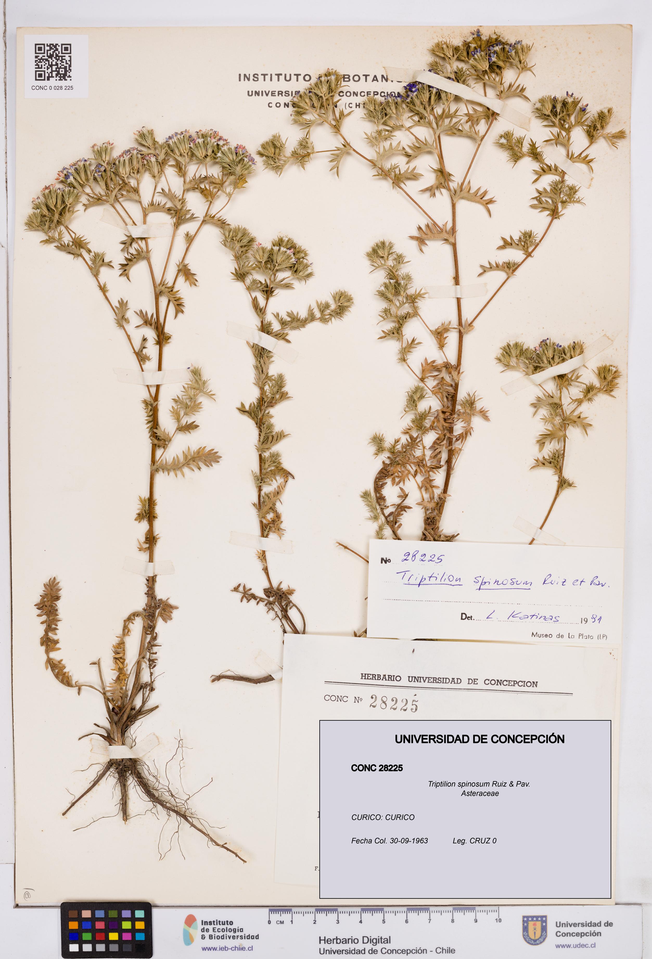 Triptilion spinosum [Espécimen: ]