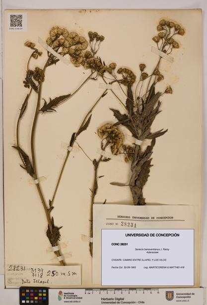 Senecio benaventianus [Espécimen: UDEC:CONC:0028231]