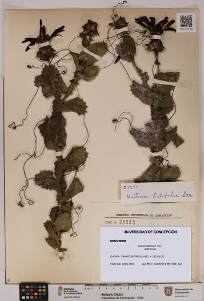 Mutisia latifolia [Espécimen: UDEC:CONC:0028233]