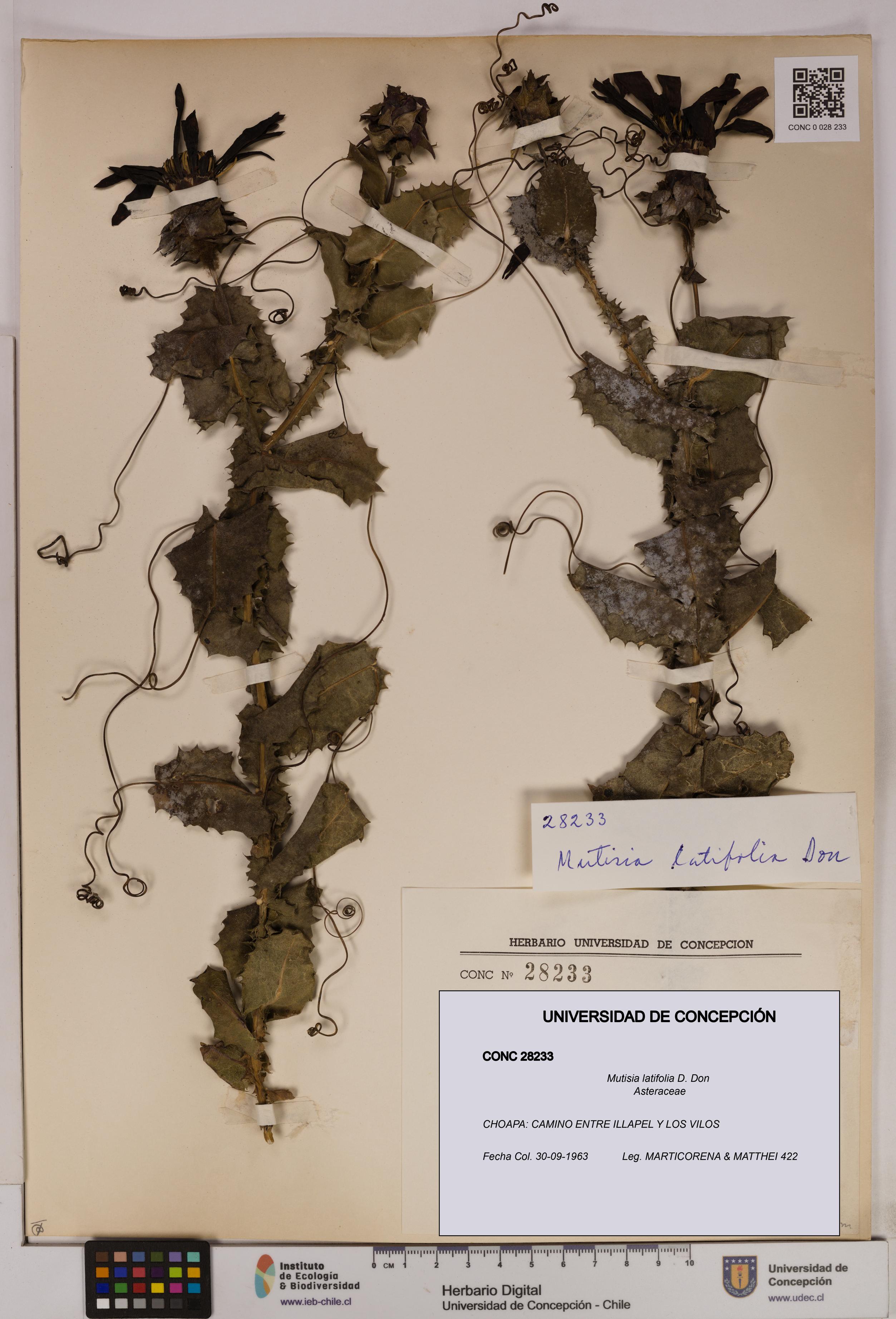 Mutisia latifolia [Espécimen: UDEC:CONC:0028233]