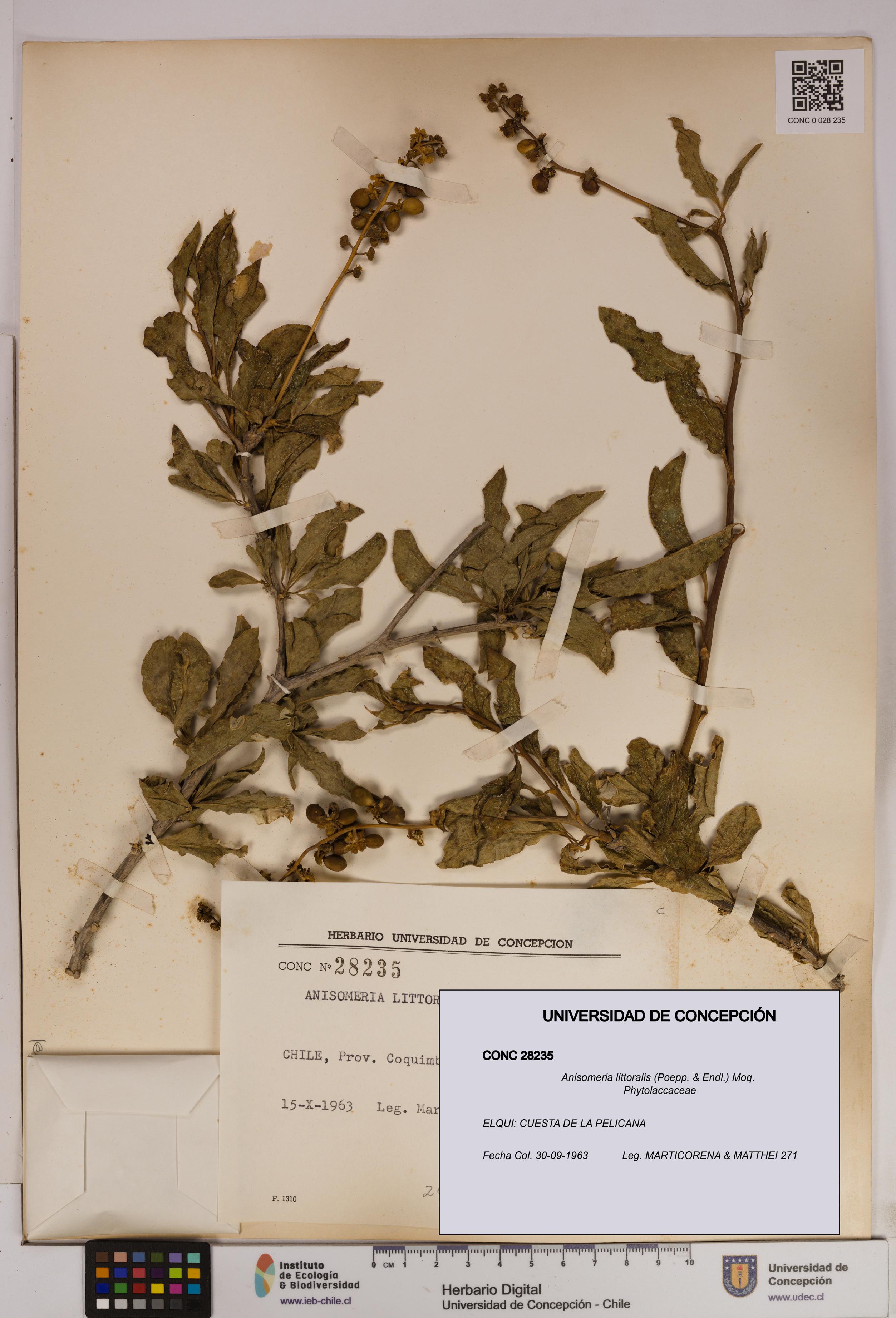 Anisomeria littoralis [Espécimen: UDEC:CONC:0028235]