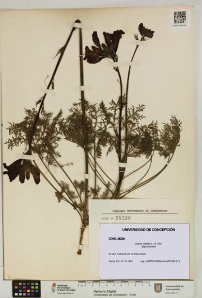 Argylia radiata [Espécimen: UDEC:CONC:0028236]