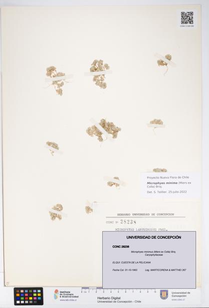 Microphyes minimus [Espécimen: ]