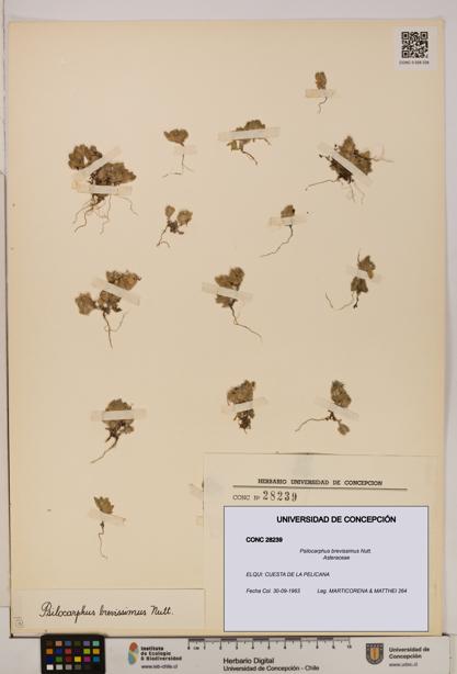 Psilocarphus brevissimus [Espécimen: ]