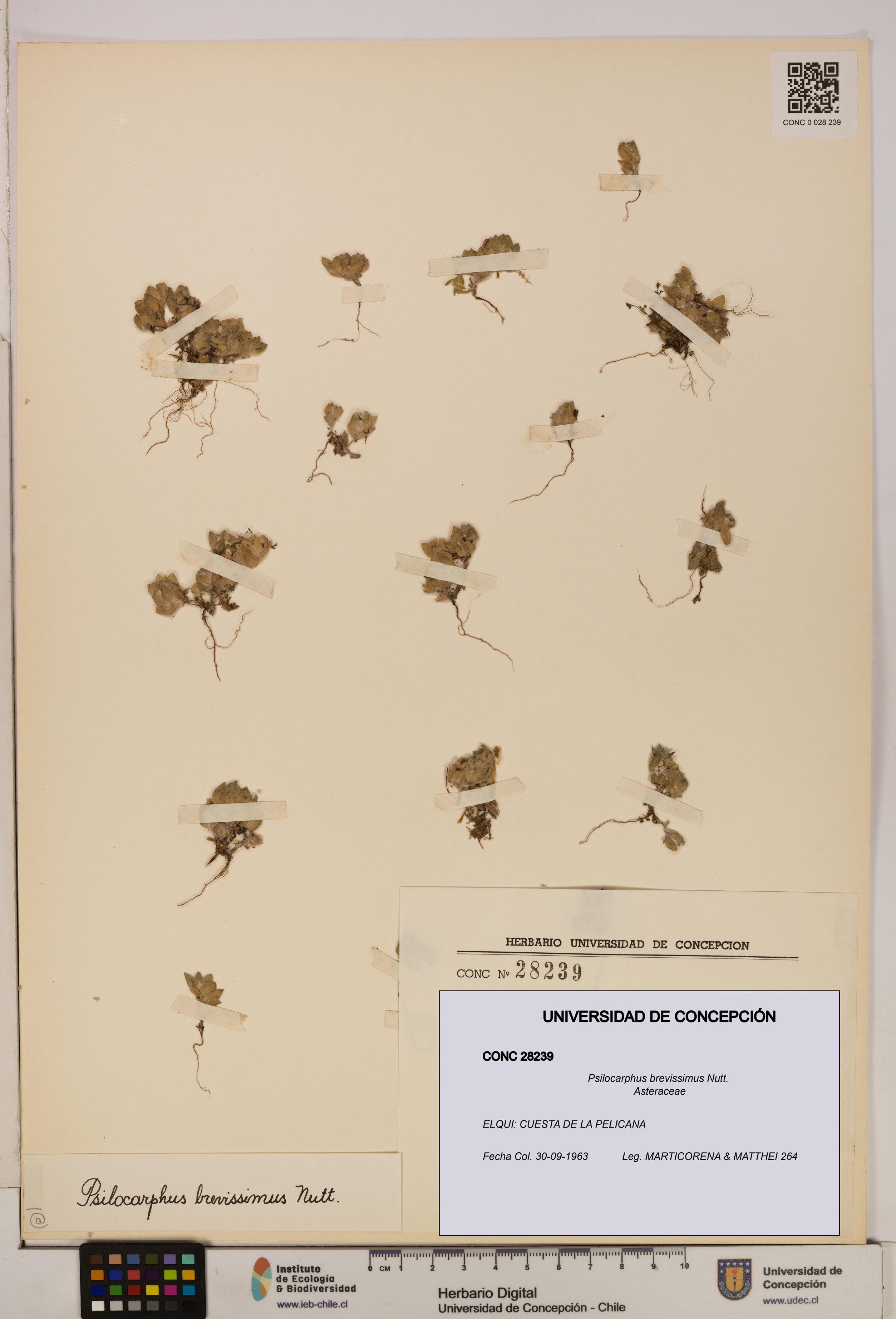 Psilocarphus brevissimus [Espécimen: ]