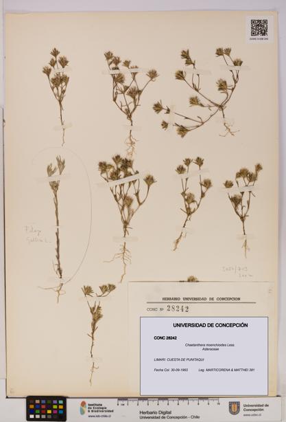 Chaetanthera moenchioides [Espécimen: UDEC:CONC:0028242]
