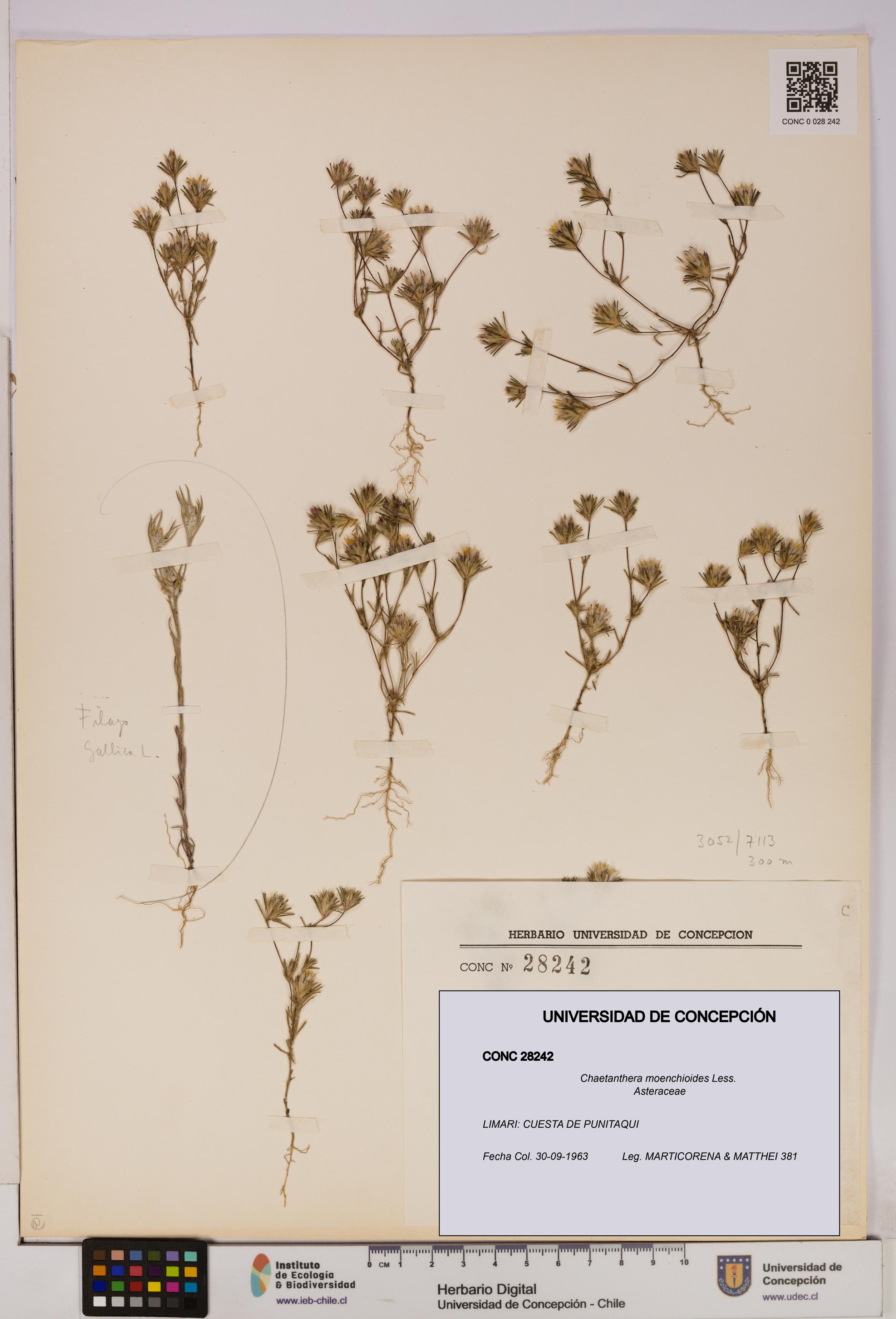 Chaetanthera moenchioides [Espécimen: UDEC:CONC:0028242]