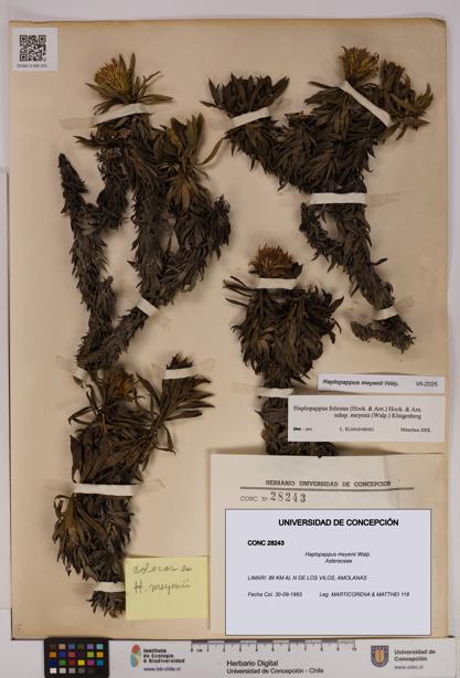 Haplopappus meyenii [Espécimen: UDEC:CONC:0028243]
