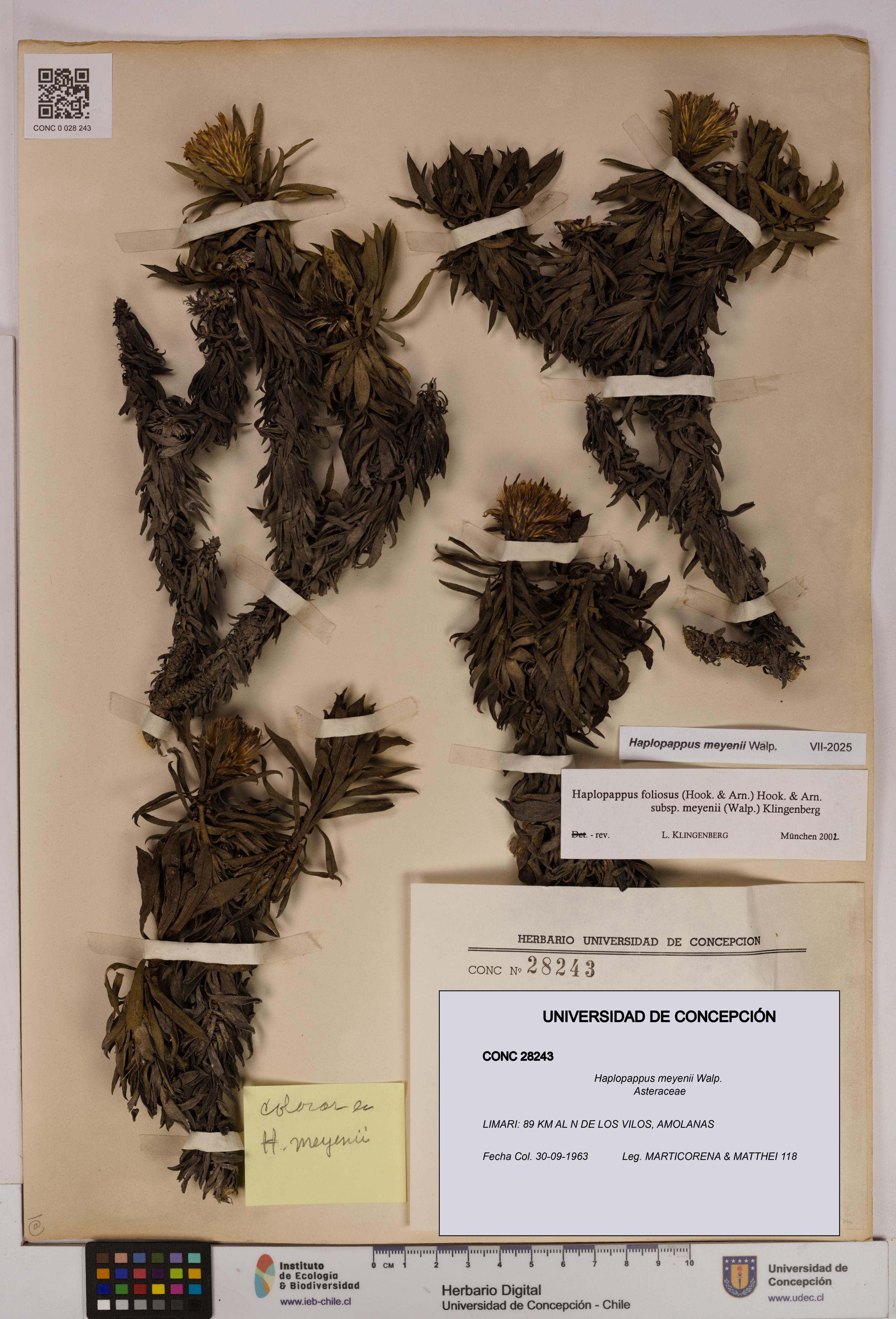 Haplopappus meyenii [Espécimen: UDEC:CONC:0028243]