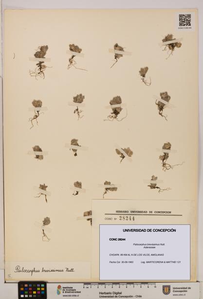 Psilocarphus brevissimus [Espécimen: ]