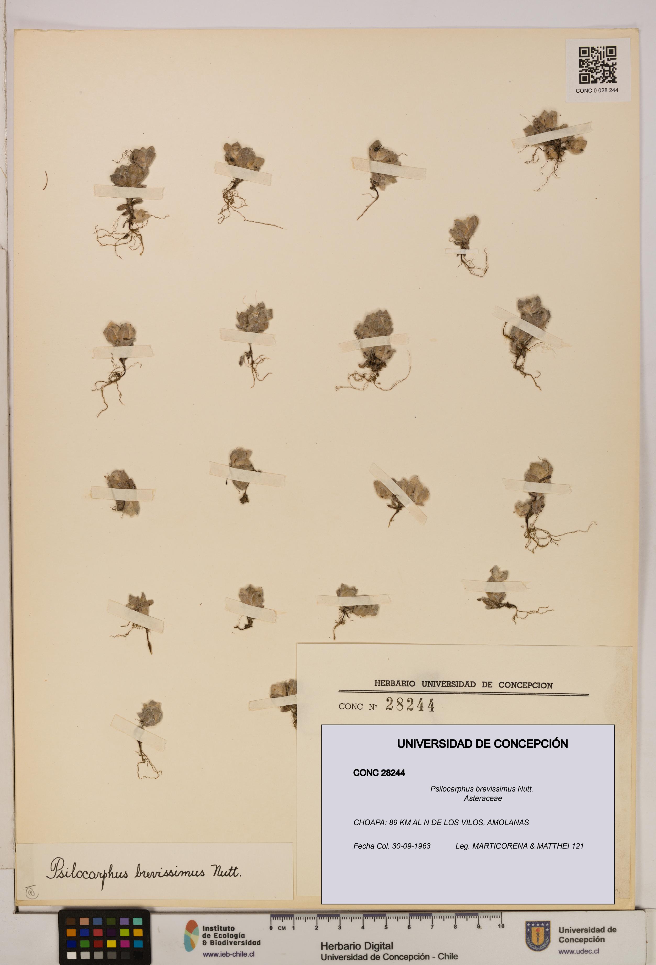 Psilocarphus brevissimus [Espécimen: ]
