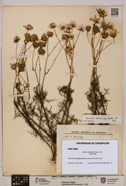 Senecio bahioides [Espécimen: UDEC:CONC:0028246]