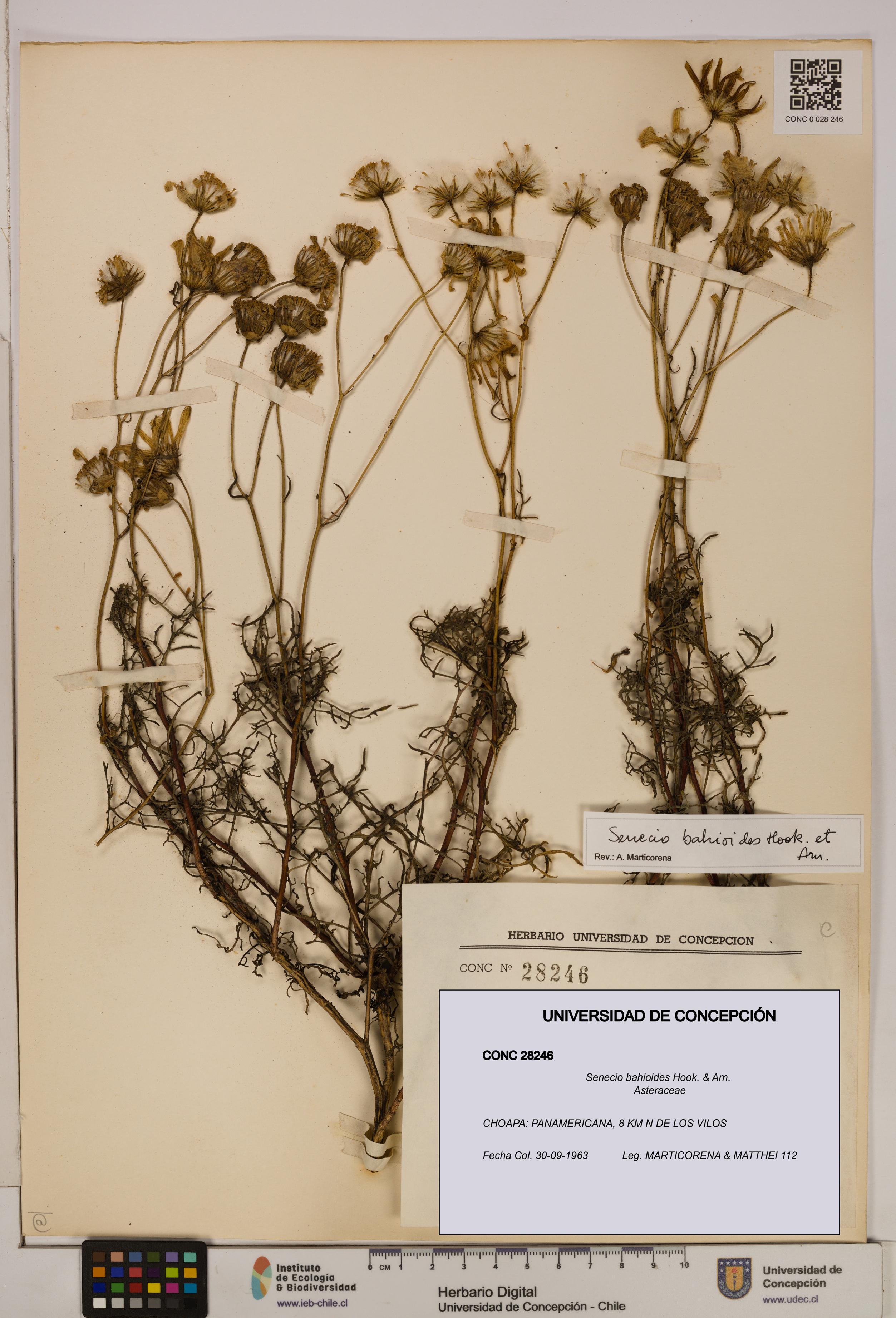 Senecio bahioides [Espécimen: UDEC:CONC:0028246]