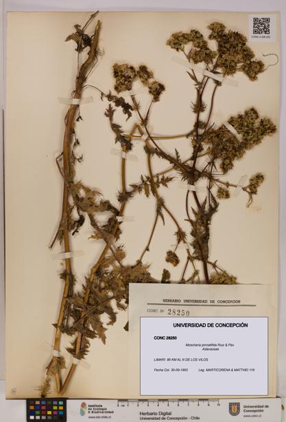 Moscharia pinnatifida [Espécimen: UDEC:CONC:0028250]