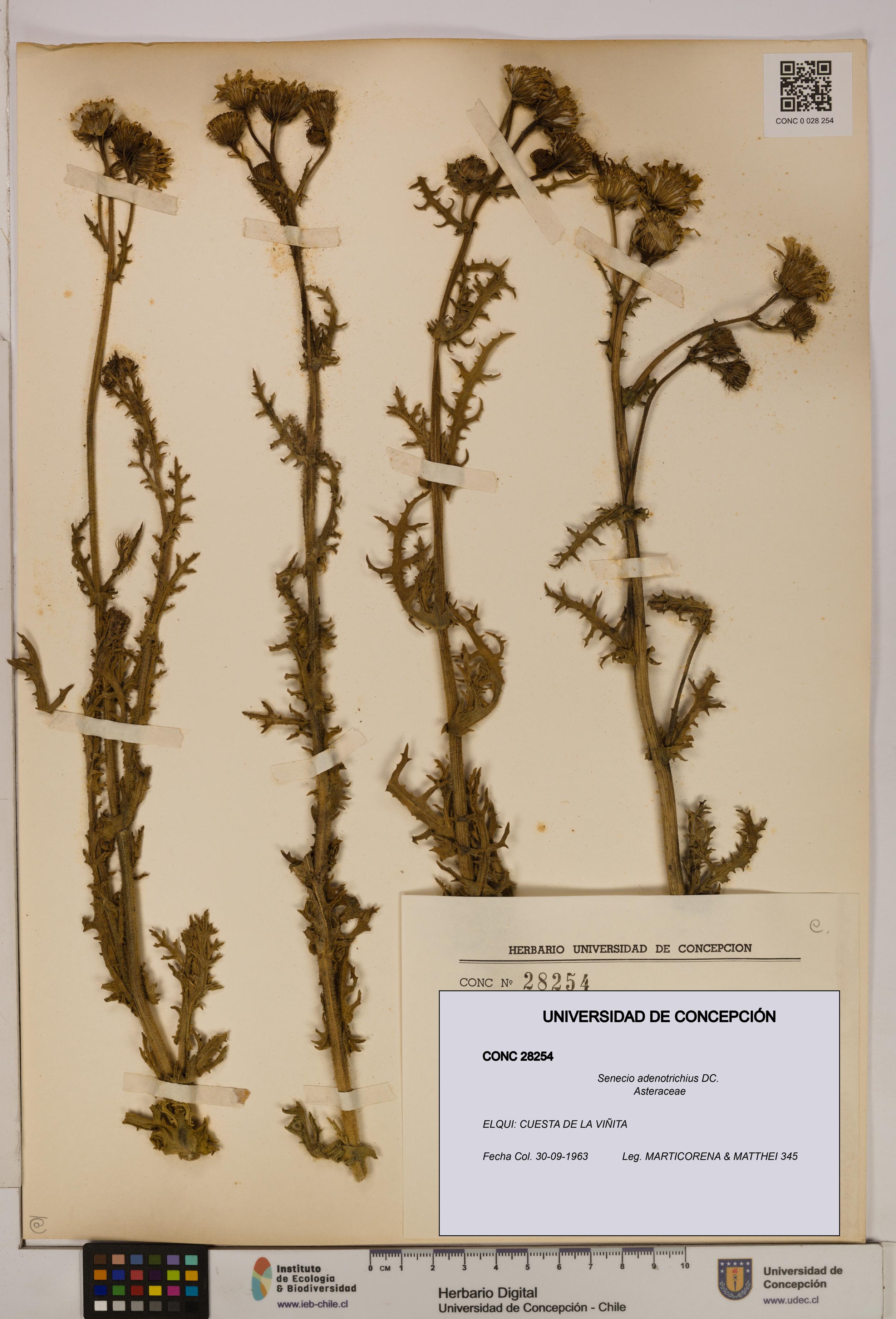 Senecio adenotrichius [Espécimen: UDEC:CONC:0028254]