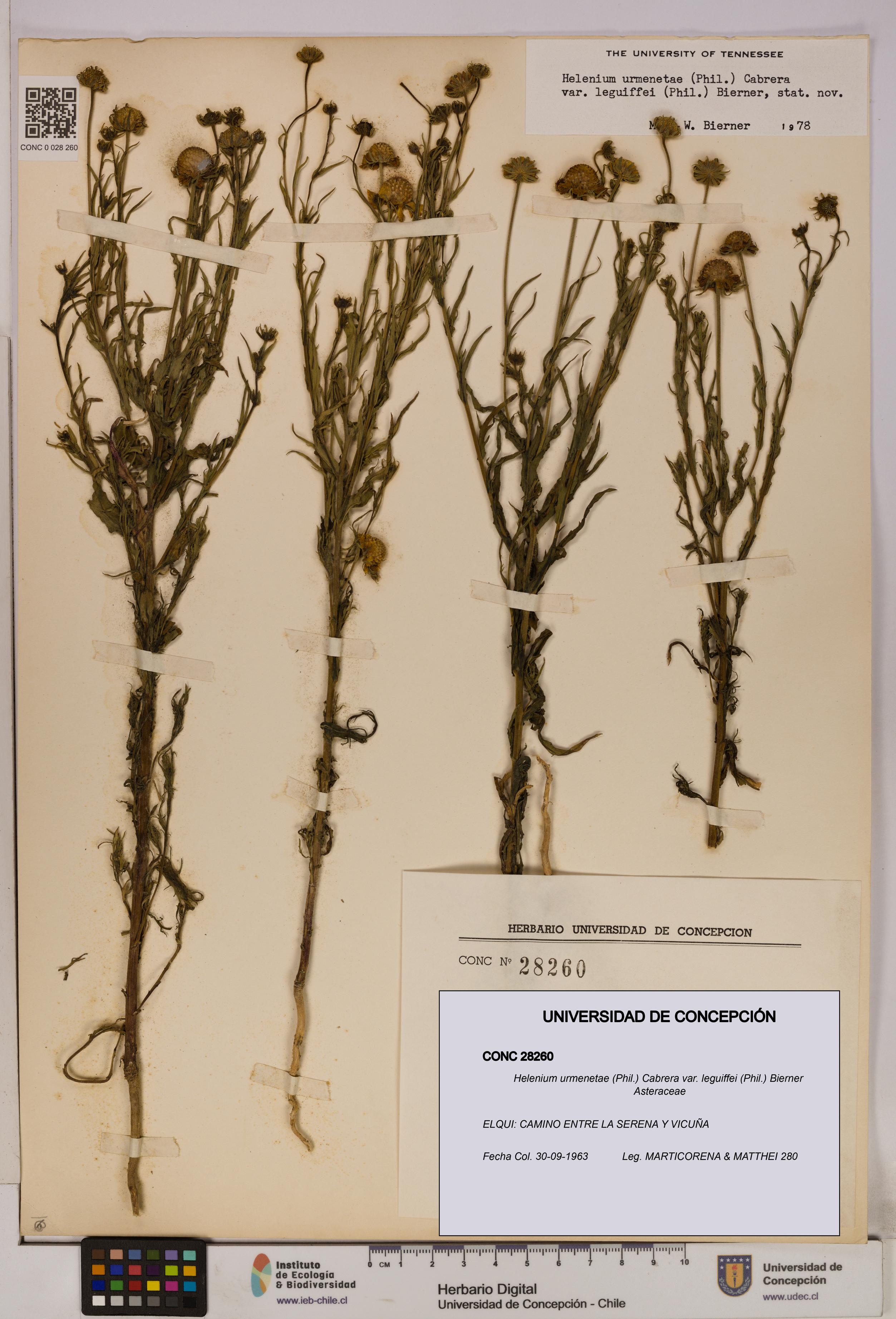 Helenium urmenetae var. leguiffei [Espécimen: UDEC:CONC:0028260]