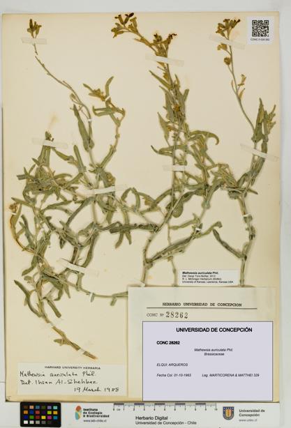 Mathewsia auriculata [Espécimen: UDEC:CONC:0028262]