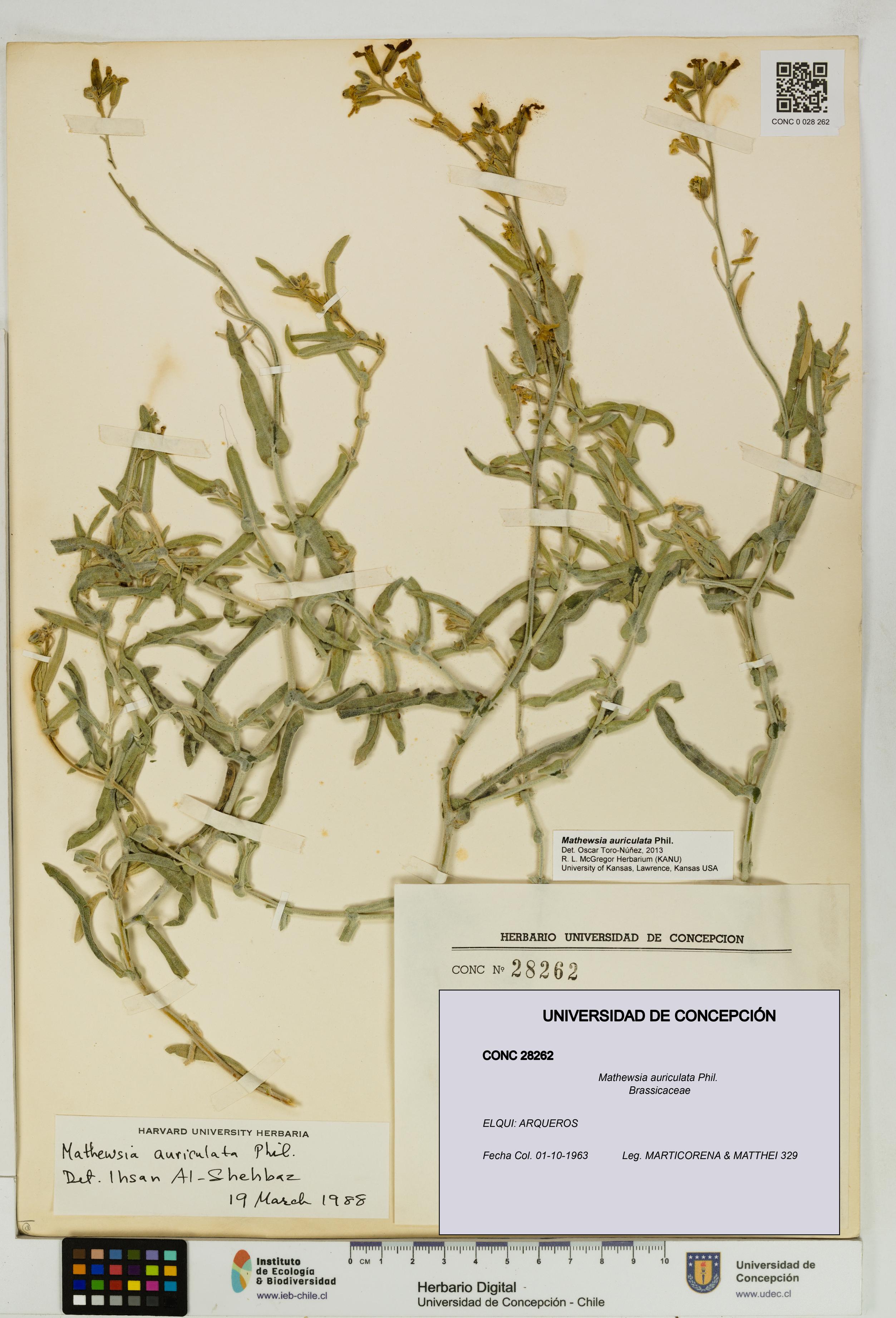 Mathewsia auriculata [Espécimen: UDEC:CONC:0028262]