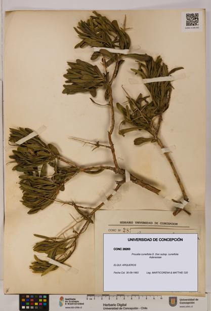 Proustia cuneifolia subsp. cuneifolia [Espécimen: UDEC:CONC:0028263]