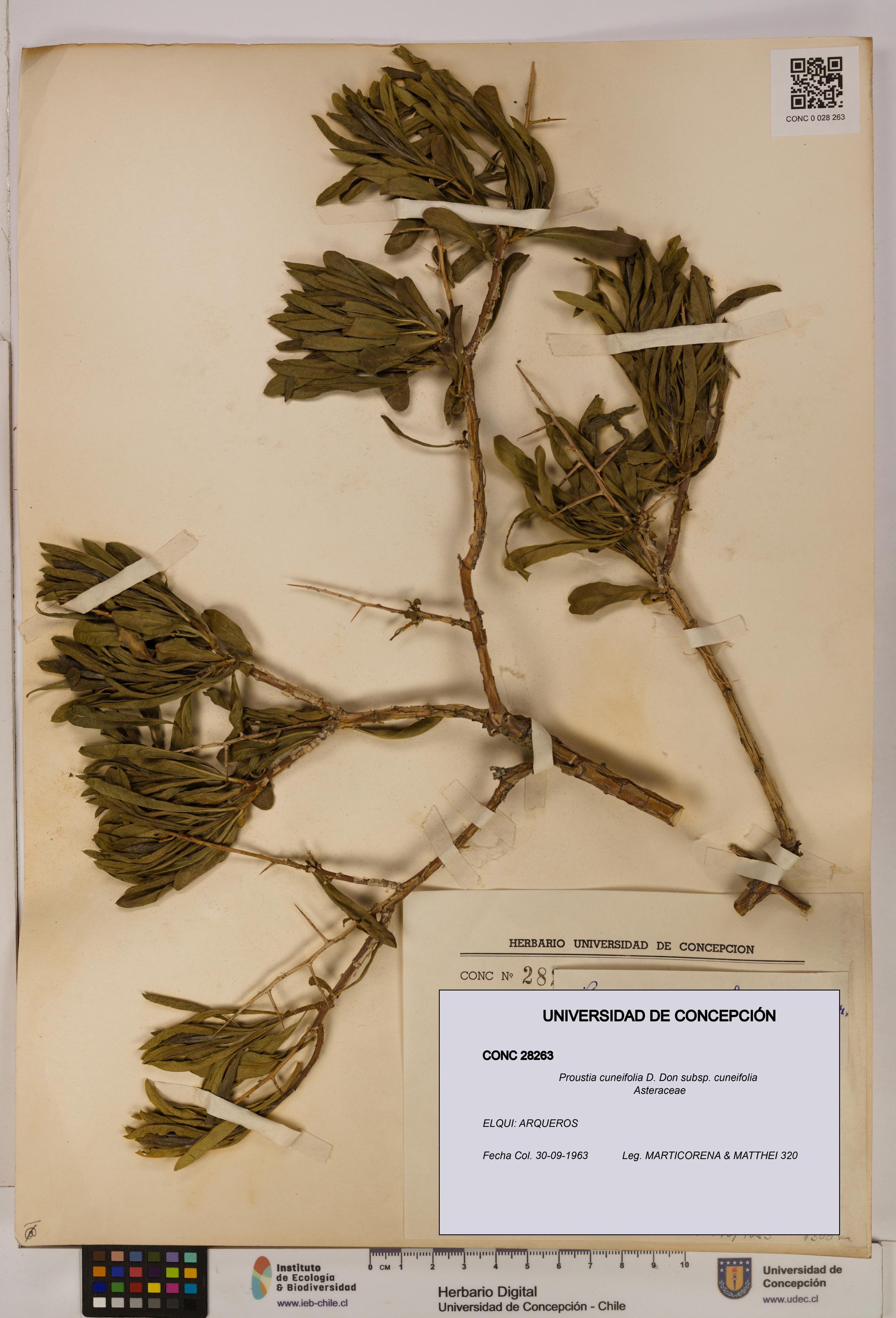 Proustia cuneifolia subsp. cuneifolia [Espécimen: UDEC:CONC:0028263]