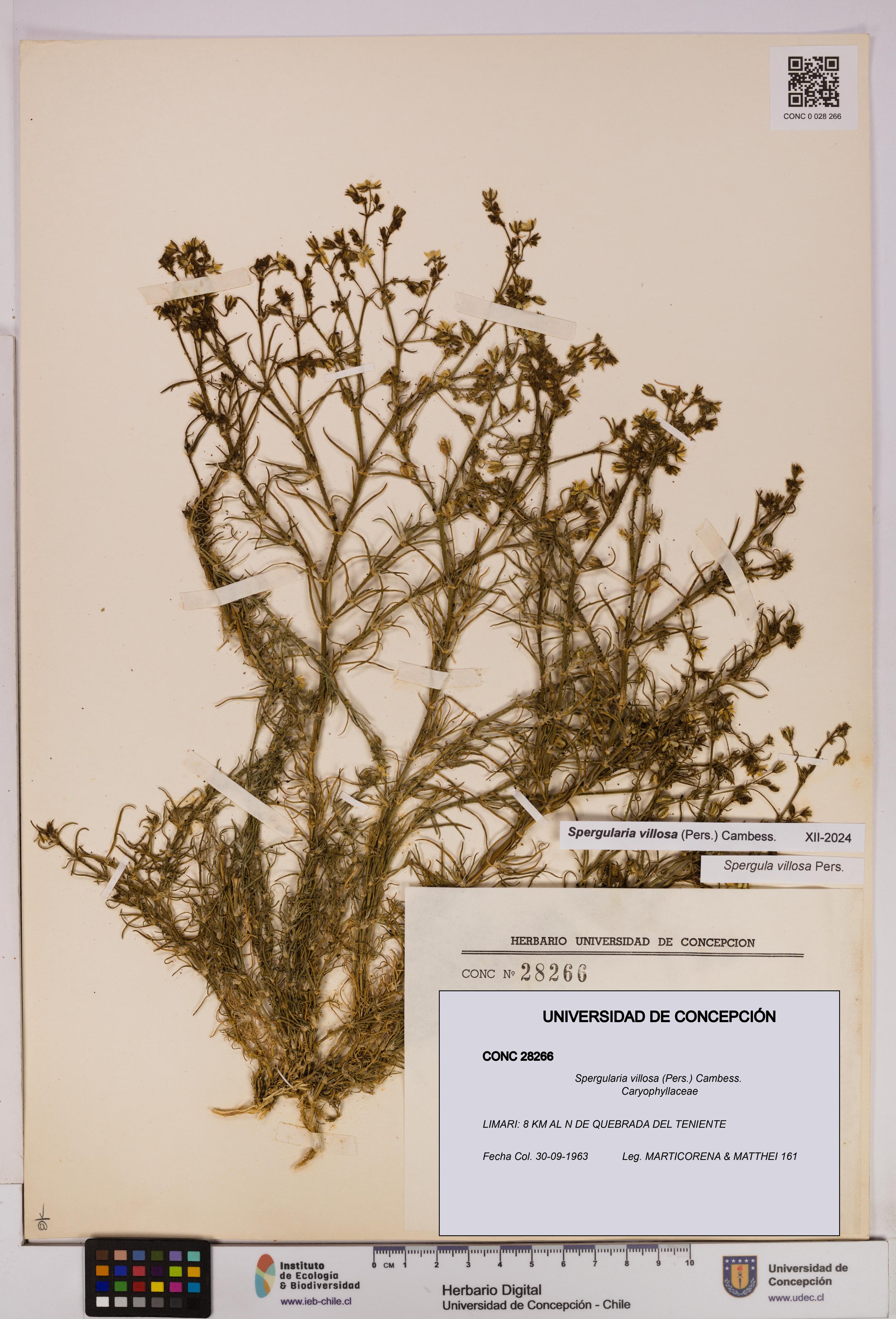 Spergularia villosa [Espécimen: UDEC:CONC:0028266]