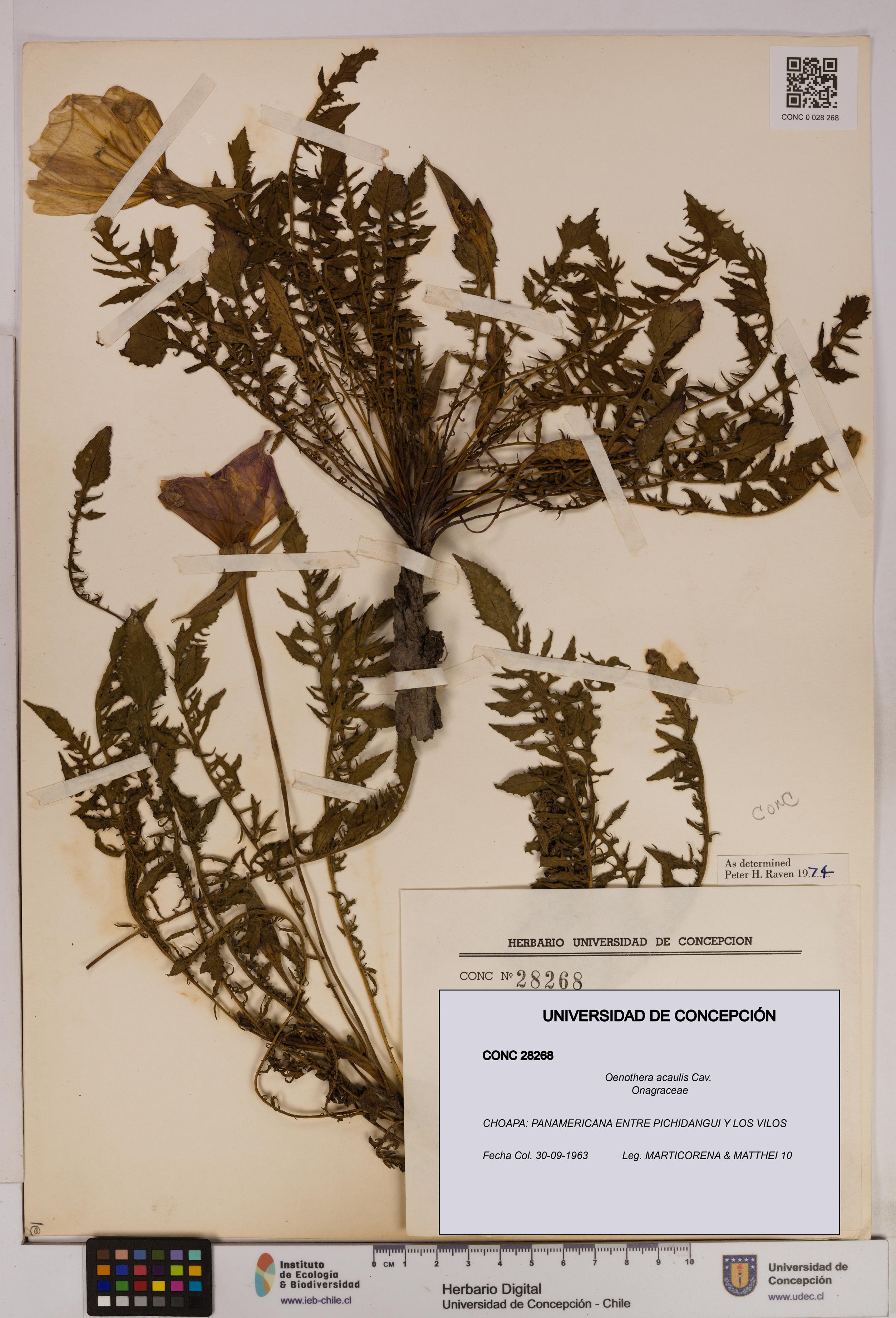 Oenothera acaulis [Espécimen: UDEC:CONC:0028268]