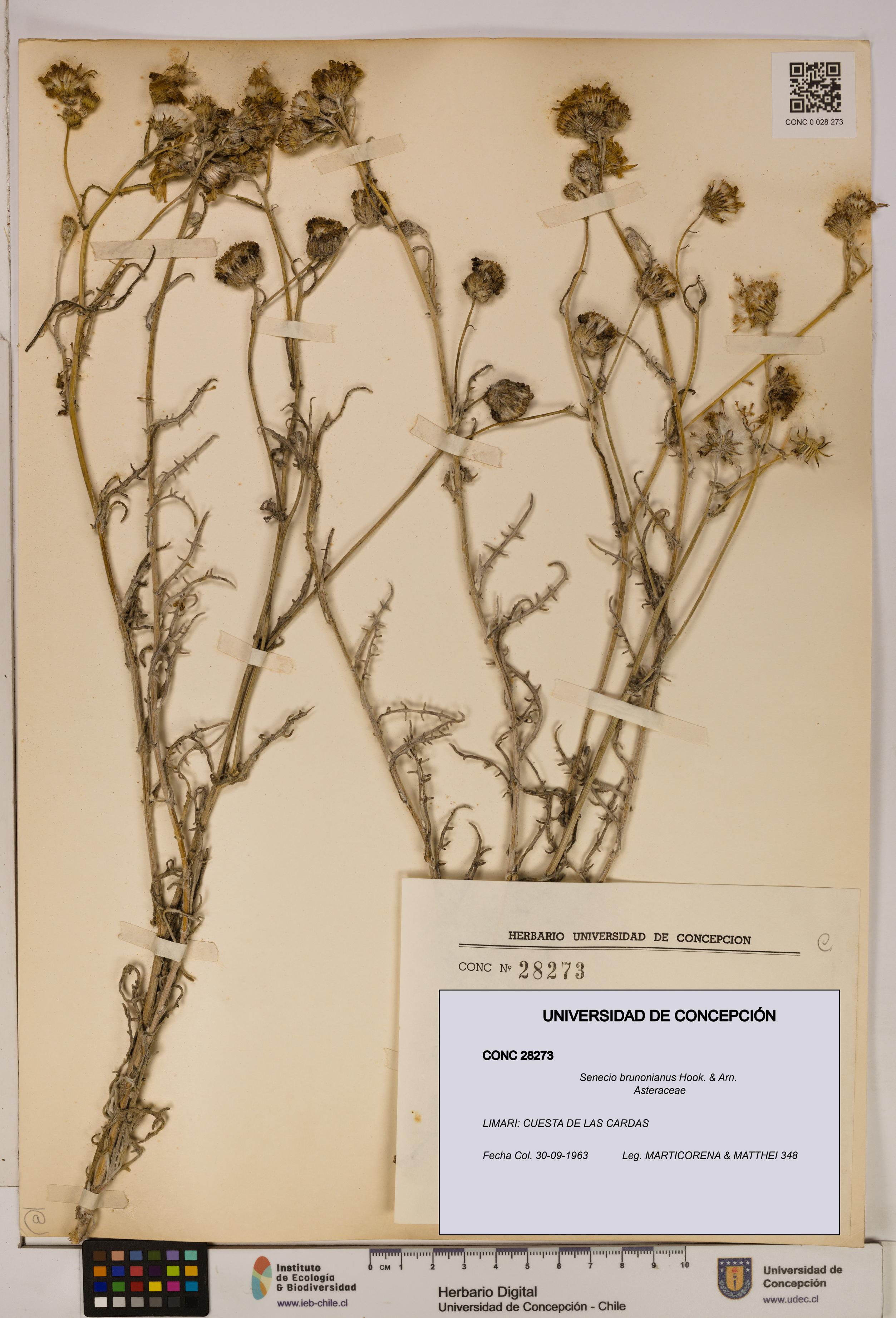 Senecio brunonianus [Espécimen: UDEC:CONC:0028273]