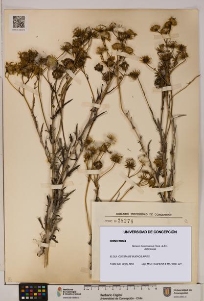 Senecio brunonianus [Espécimen: UDEC:CONC:0028274]