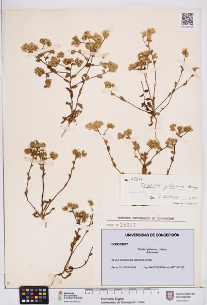 Triptilion gibbosum [Espécimen: ]
