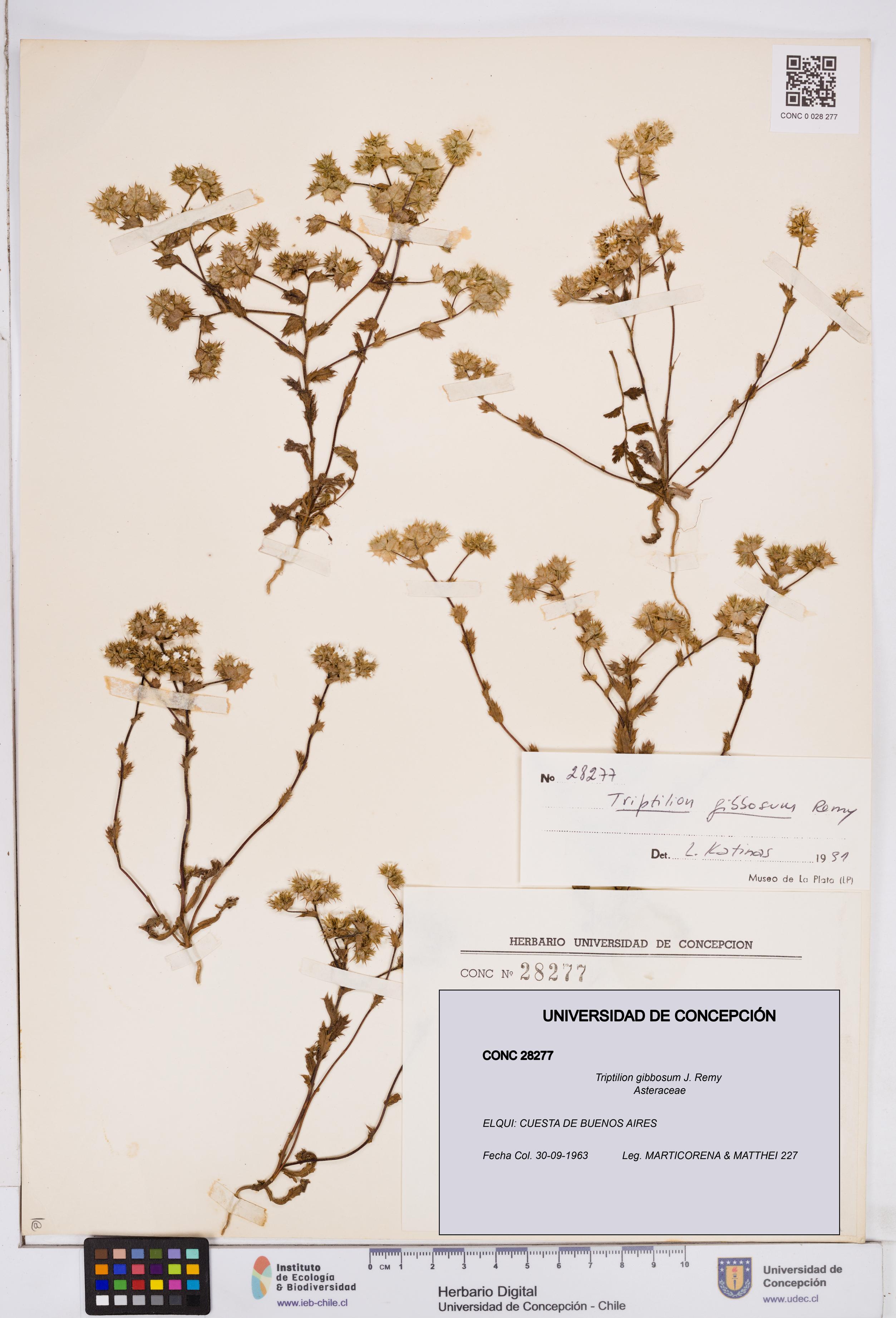 Triptilion gibbosum [Espécimen: ]