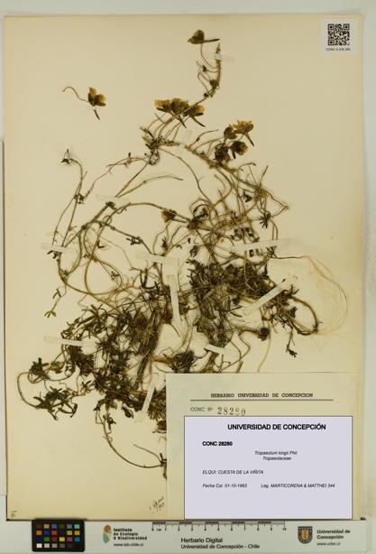 Tropaeolum kingii [Espécimen: UDEC:CONC:0028280]