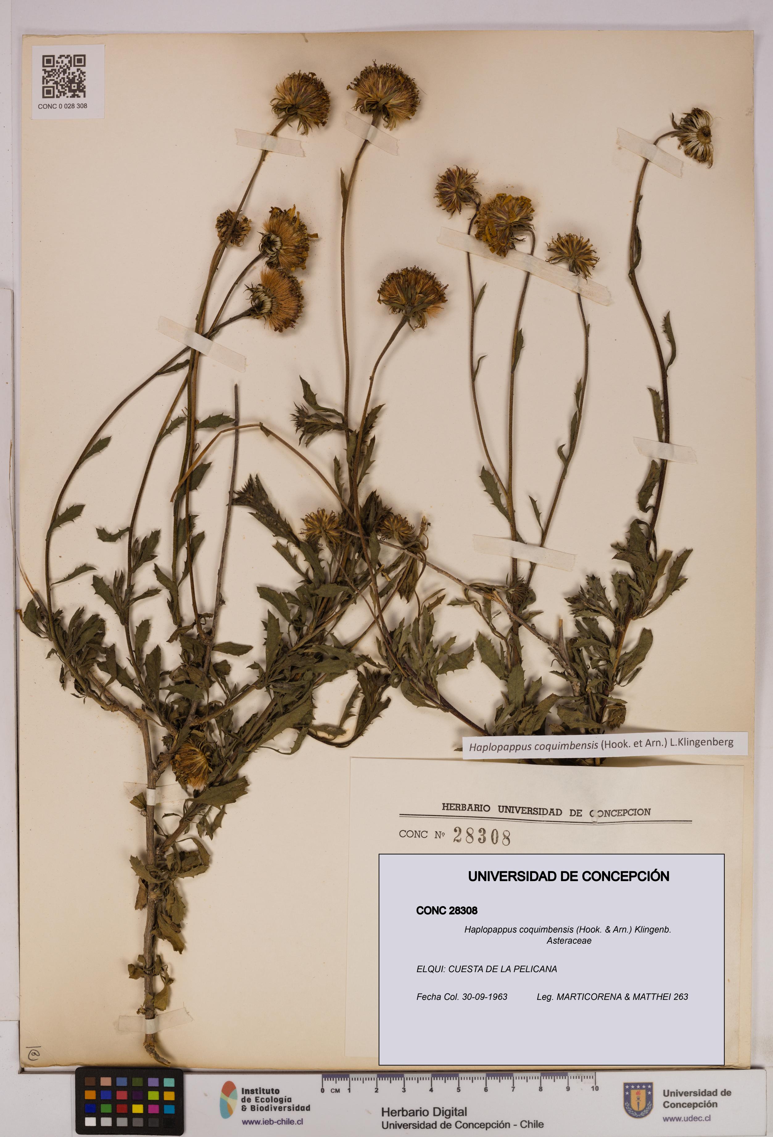 Haplopappus coquimbensis [Espécimen: UDEC:CONC:0028308]