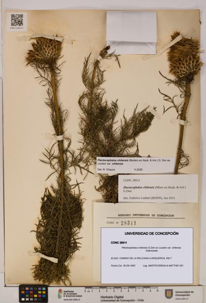 Plectocephalus chilensis [Espécimen: ]
