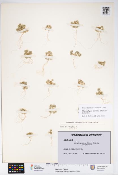 Microphyes minimus [Espécimen: ]
