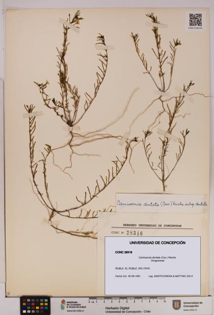 Camissonia dentata [Espécimen: UDEC:CONC:0028316]