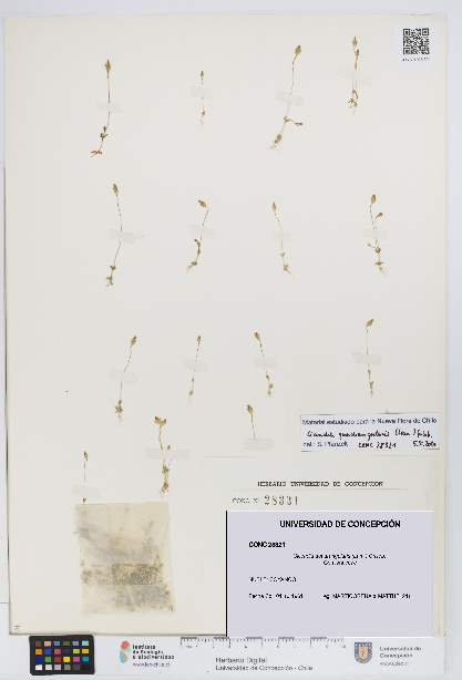 Cicendia quadrangularis [Espécimen: UDEC:CONC:0028321]