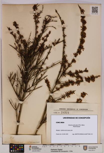 Discaria articulata [Espécimen: UDEC:CONC:0028324]