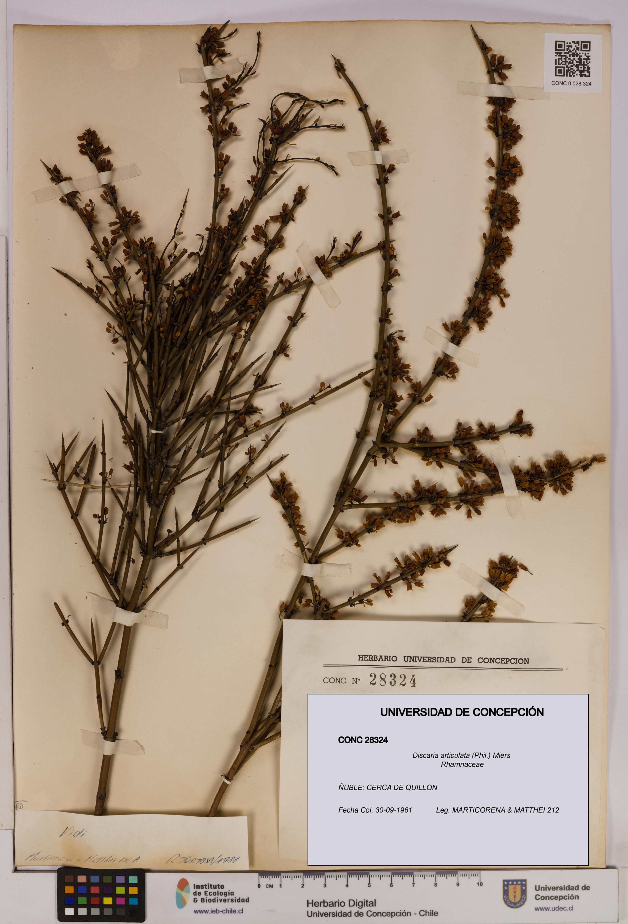 Discaria articulata [Espécimen: UDEC:CONC:0028324]