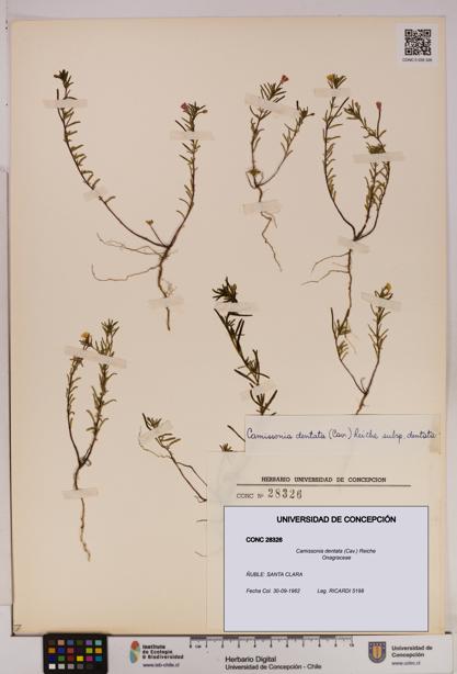Camissonia dentata [Espécimen: UDEC:CONC:0028326]