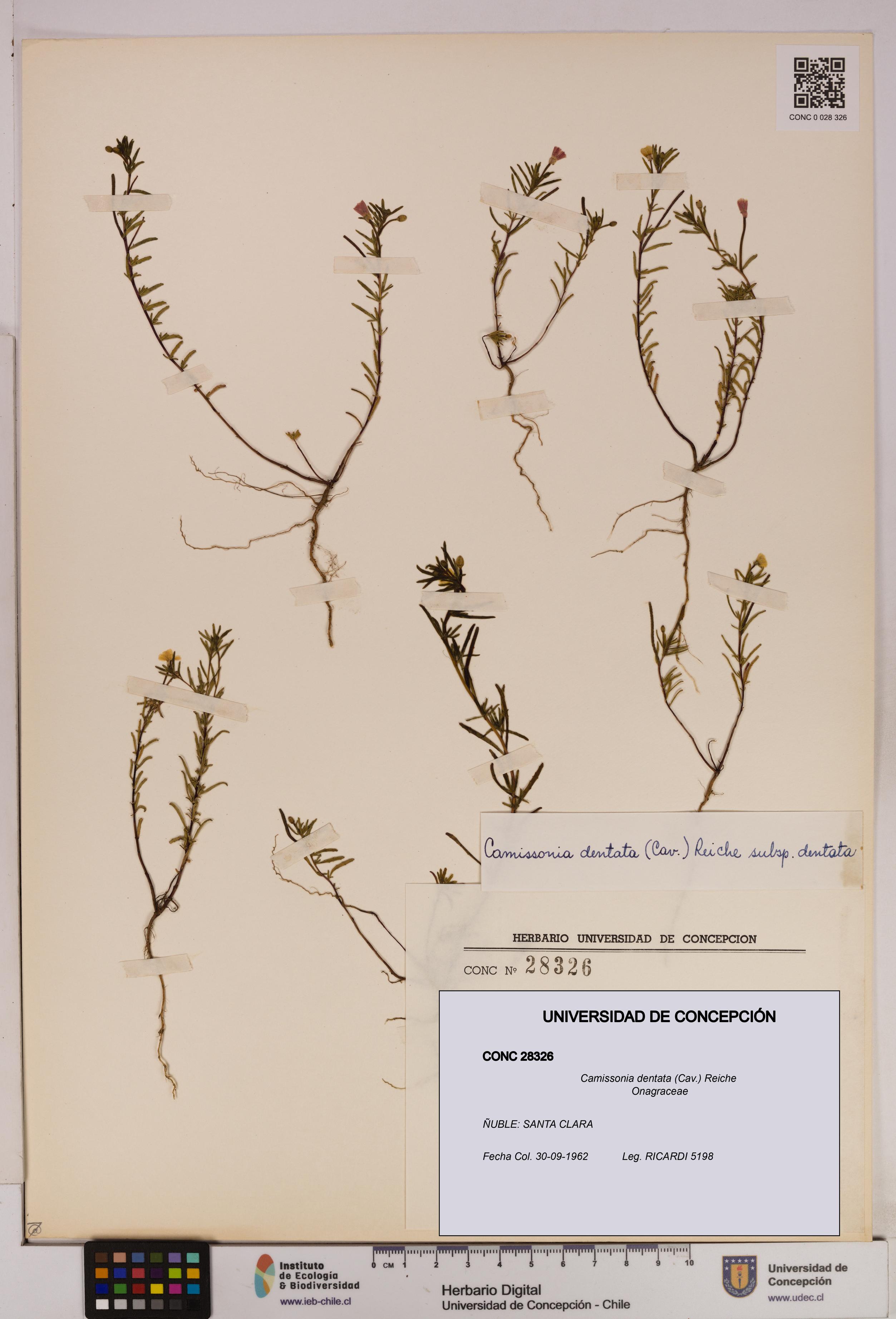 Camissonia dentata [Espécimen: UDEC:CONC:0028326]