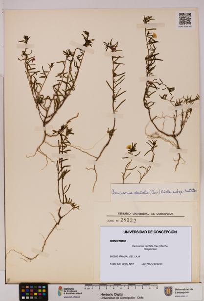 Camissonia dentata [Espécimen: UDEC:CONC:0028332]