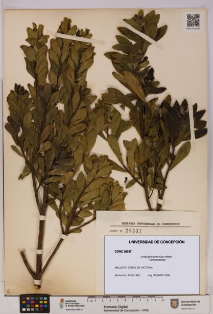 Ovidia pillo-pillo [Espécimen: UDEC:CONC:0028337]