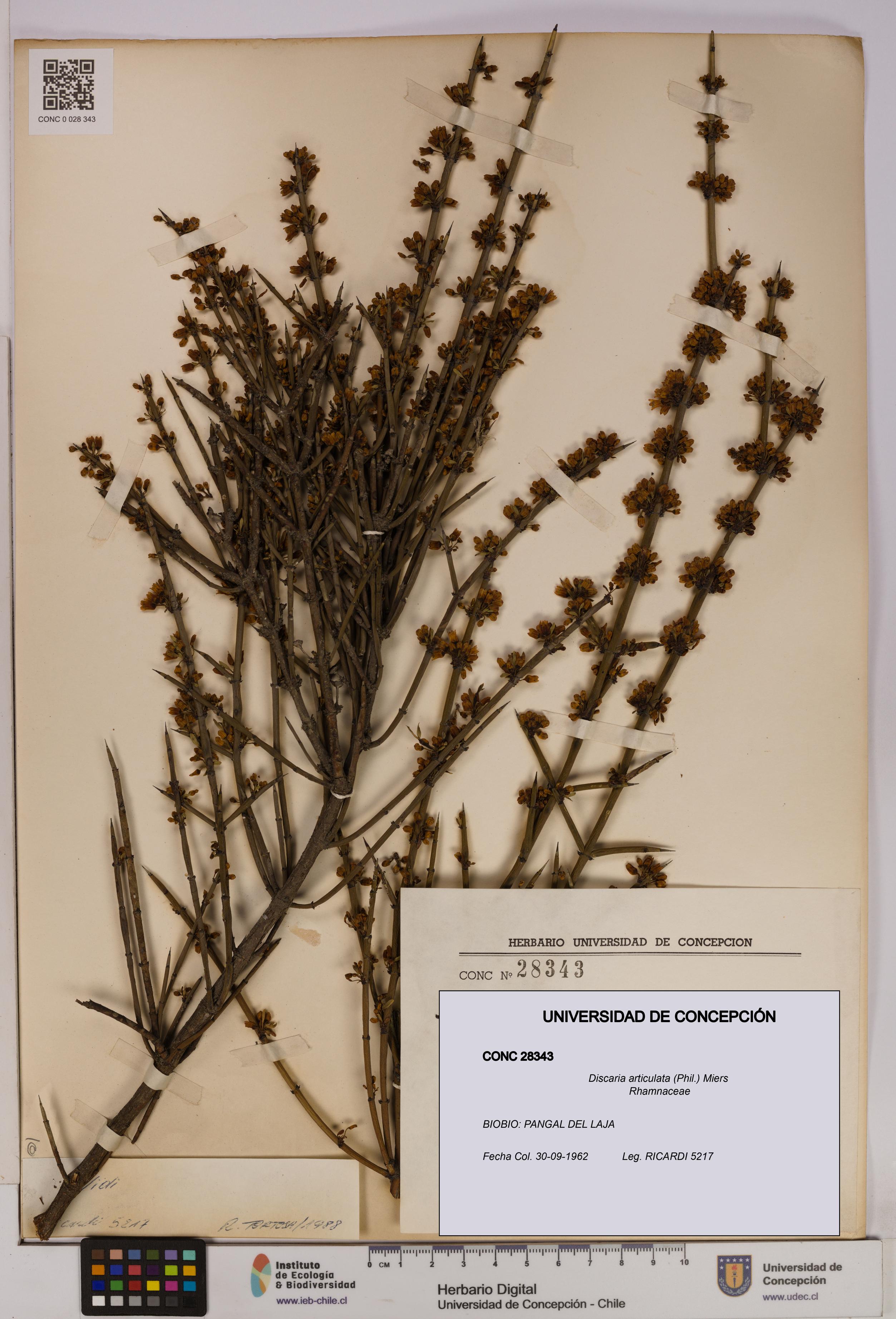 Discaria articulata [Espécimen: UDEC:CONC:0028343]