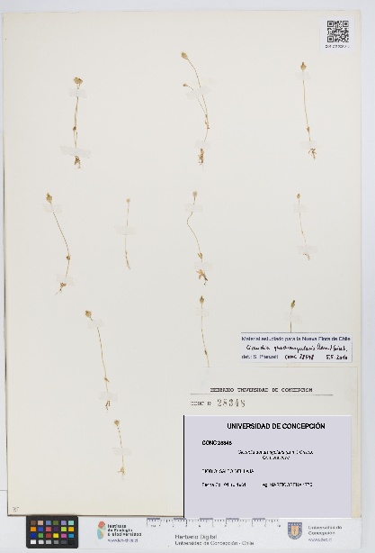 Cicendia quadrangularis [Espécimen: UDEC:CONC:0028348]