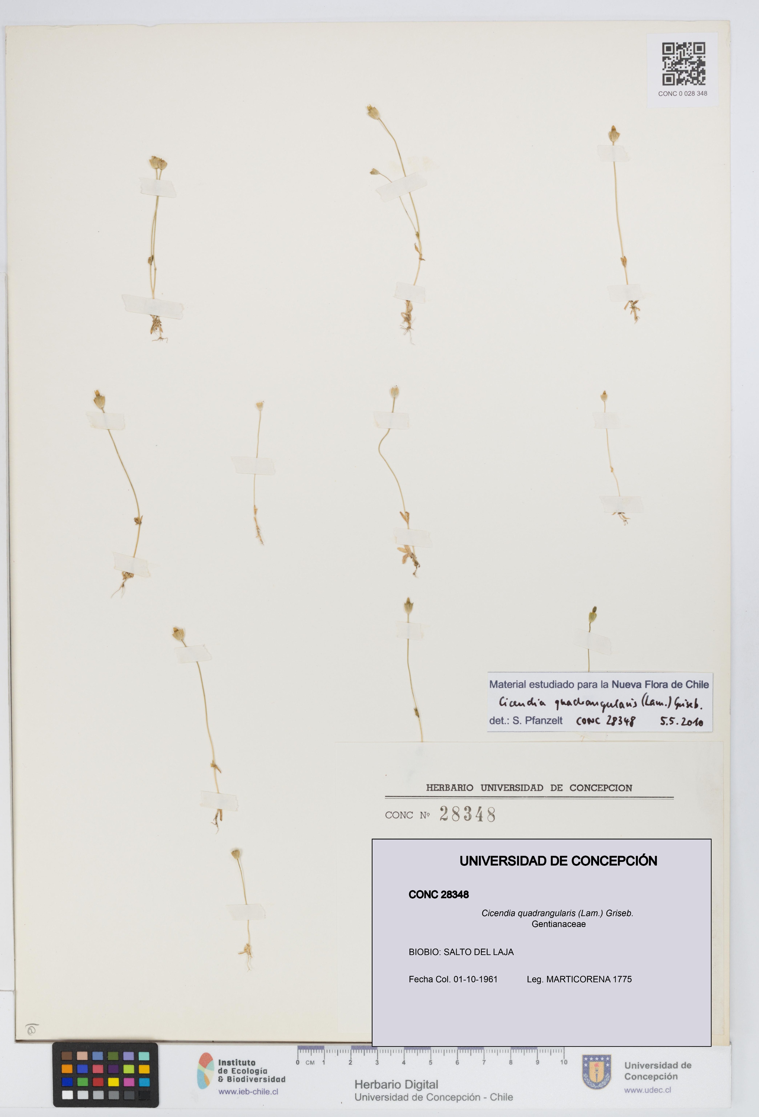 Cicendia quadrangularis [Espécimen: UDEC:CONC:0028348]