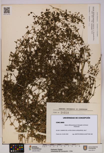 Galium diffusoramosum [Espécimen: UDEC:CONC:0028353]