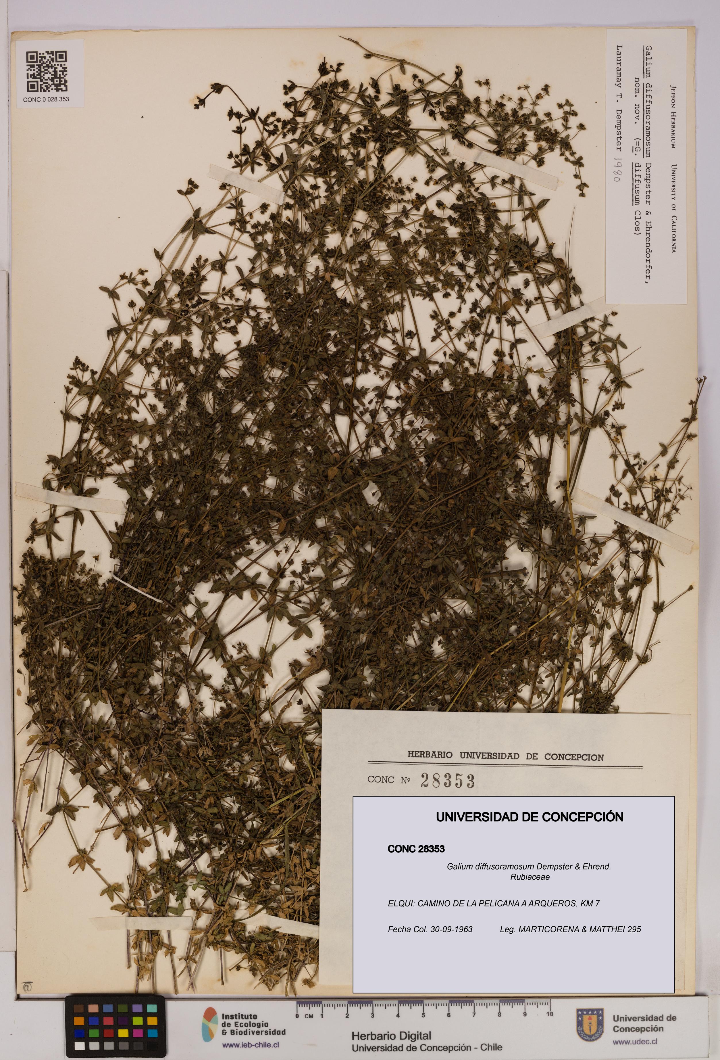 Galium diffusoramosum [Espécimen: UDEC:CONC:0028353]